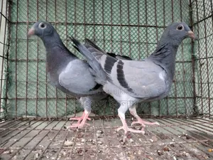 Sabzi Homa 0 Generation Baby Pair