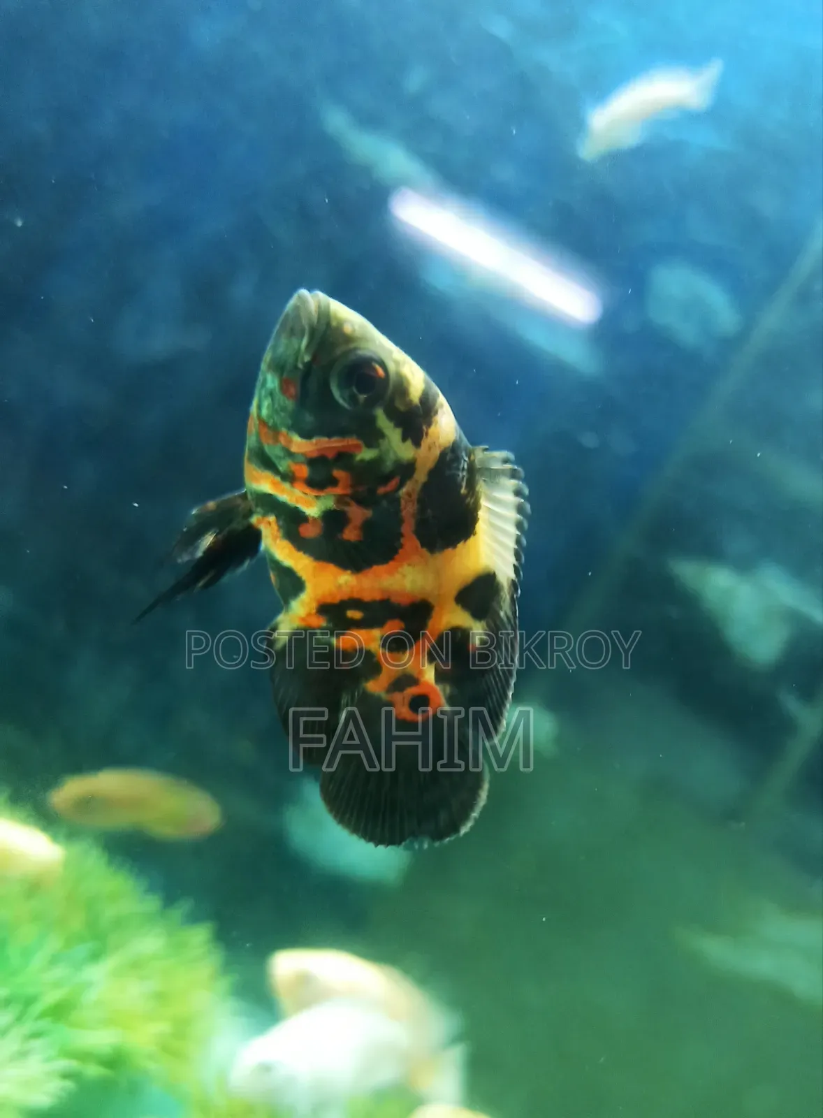 Aquiriam Fish