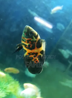 Aquiriam Fish