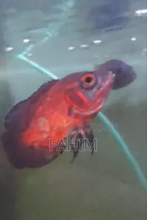 Aquiriam Fish