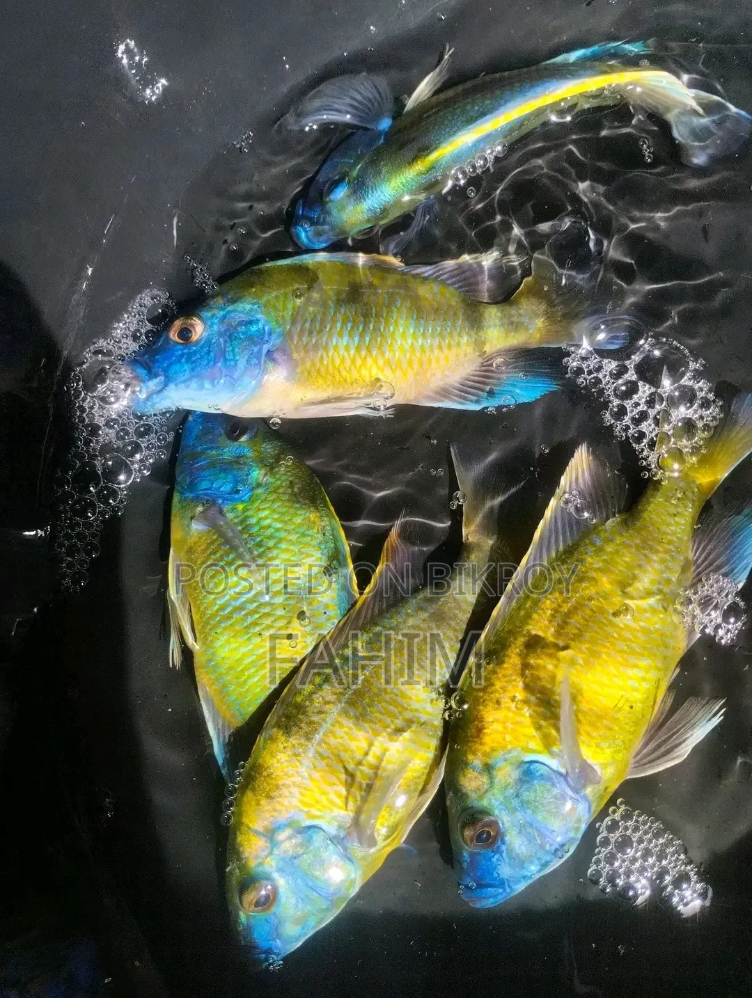 Aquiriam Fish
