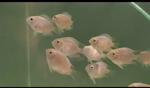 Aquiriam Fish