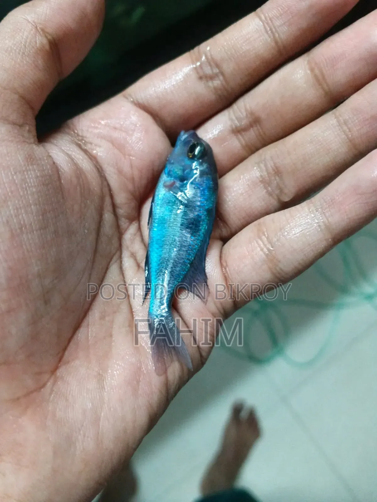 Aquiriam Fish