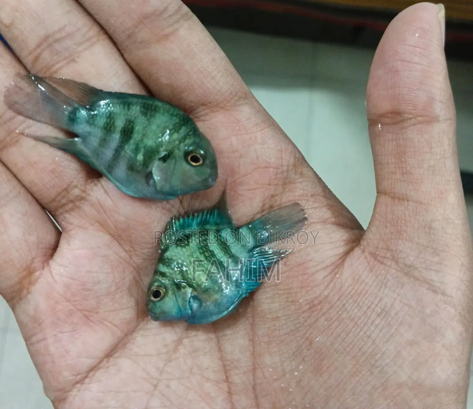 Aquiriam Fish