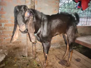 জরুরি বিক্রয় করা হবে