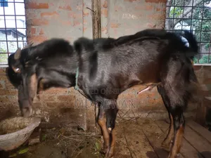 জরুরি বিক্রয় করা হবে