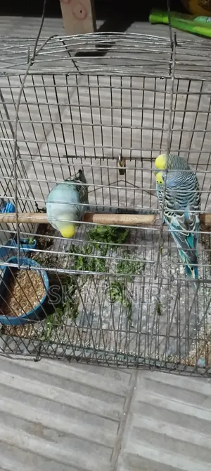 Budgie Bird