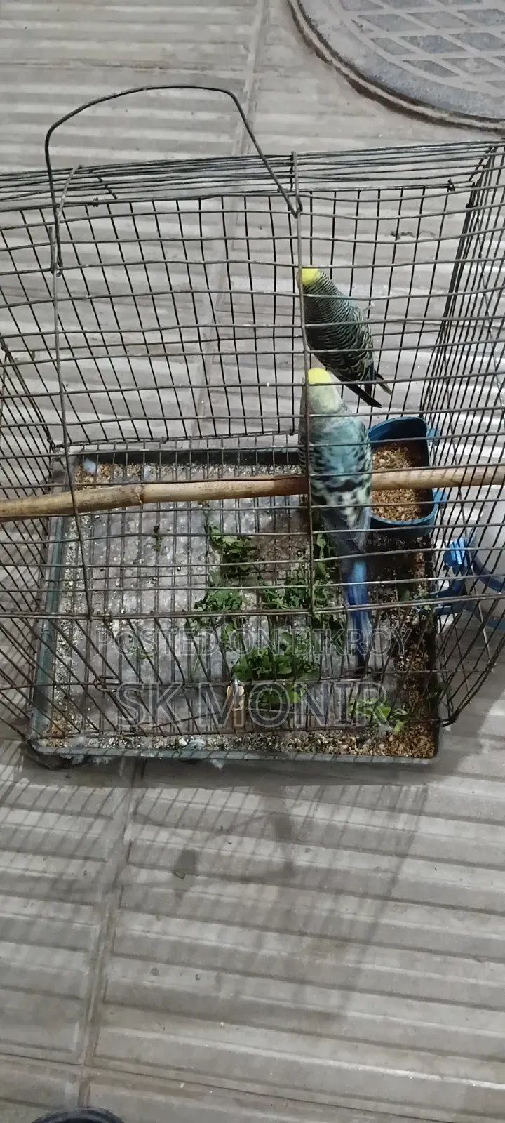 Budgie Bird