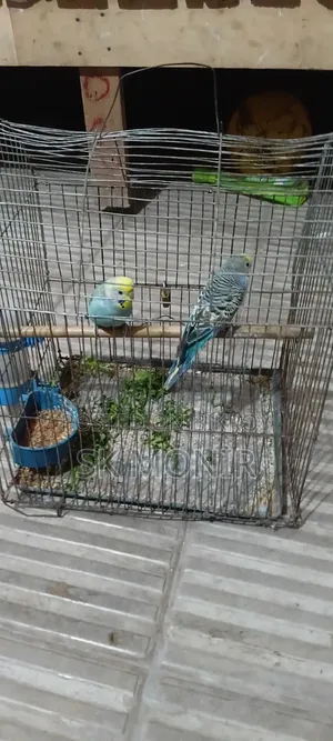 Budgie Bird
