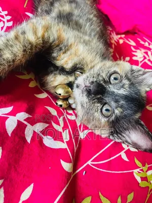 3-6 months Female Mixed Breed Cymric