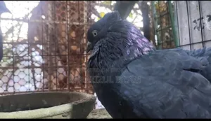ব্ল্যাক লক্ষ্ণা