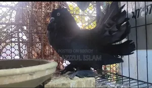 ব্ল্যাক লক্ষ্ণা