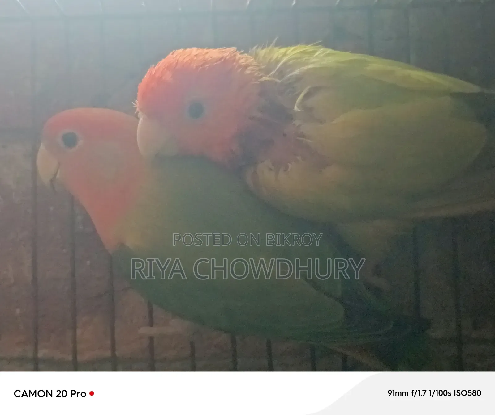 গ্রিনচেক রেড হেড ওপ্যালিন