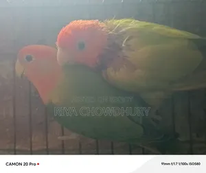 গ্রিনচেক রেড হেড ওপ্যালিন