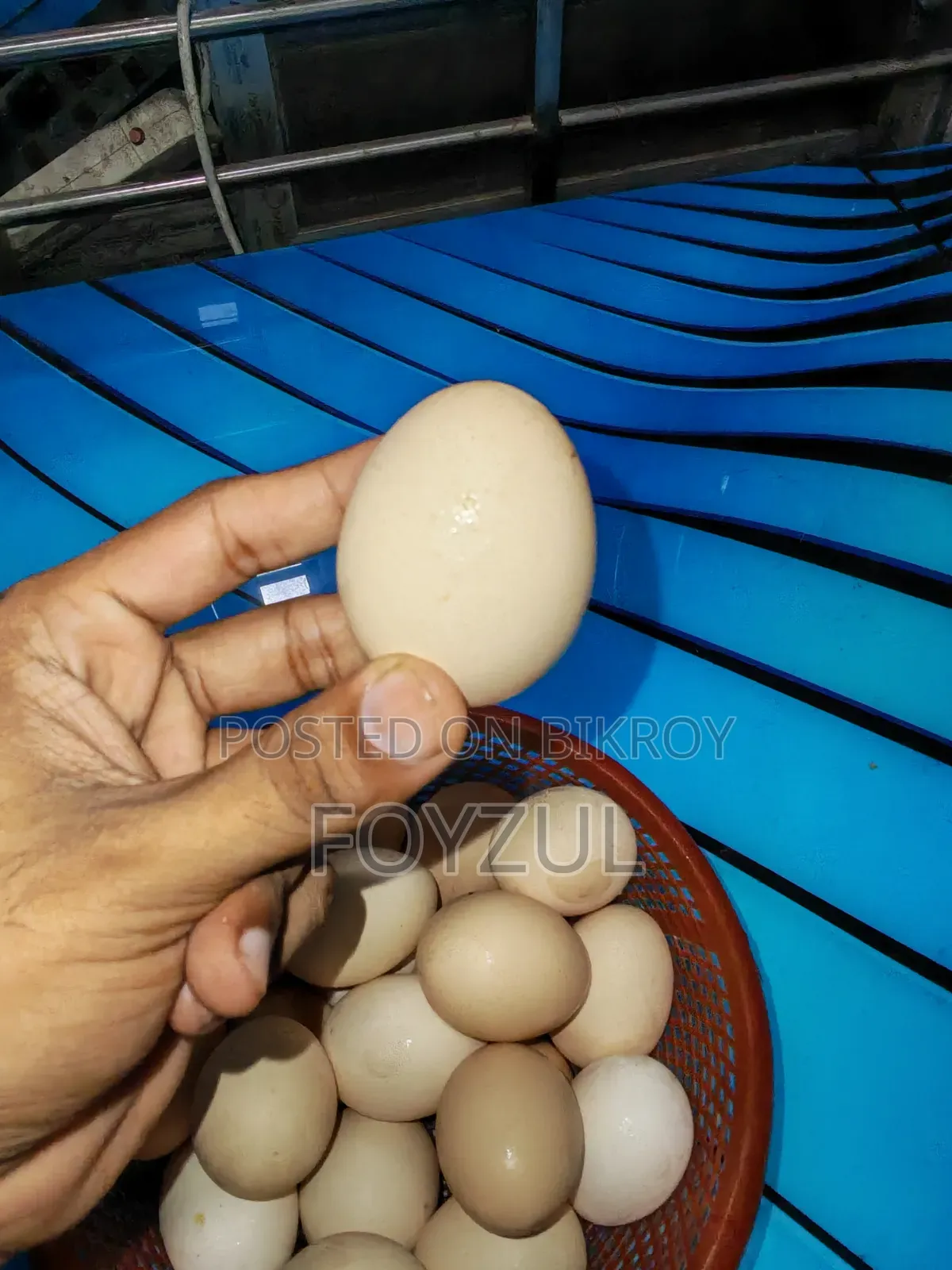 Tiger Chicken Eggs