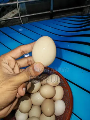 Tiger Chicken Eggs