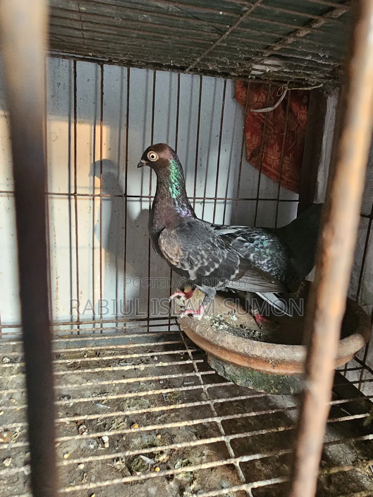 বুদাপেস্ট রানিং জোড়া