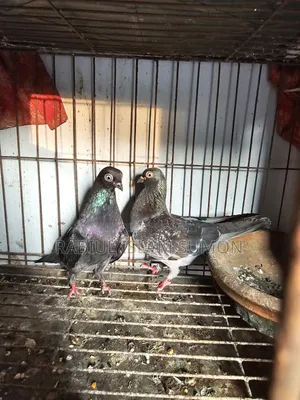 বুদাপেস্ট রানিং জোড়া