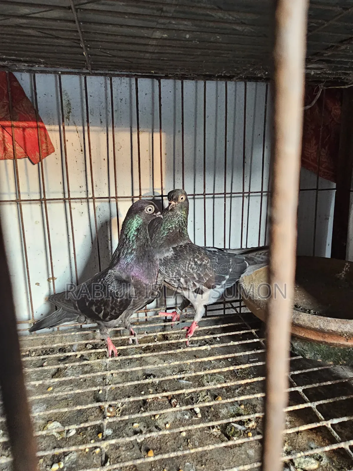 বুদাপেস্ট রানিং জোড়া