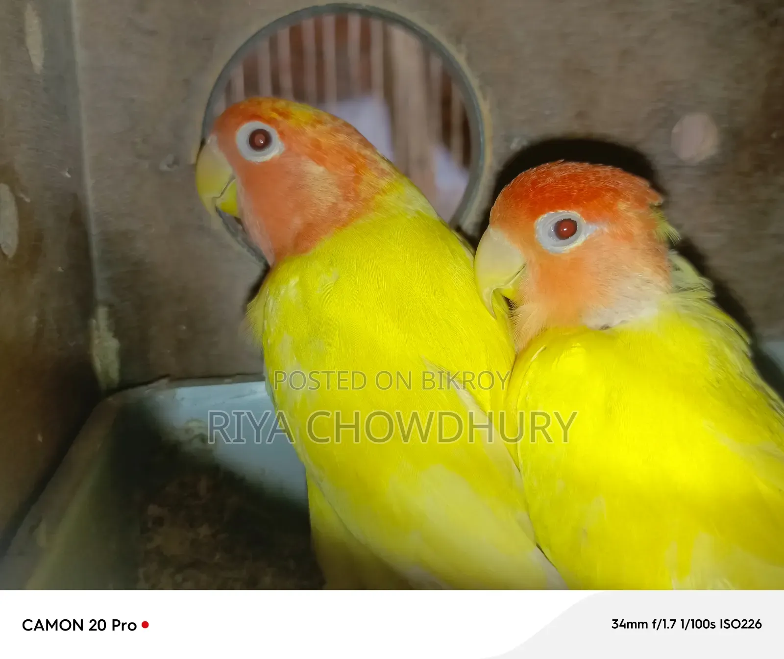 লুটিনো রেড হেড অপালিন