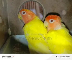 লুটিনো রেড হেড অপালিন