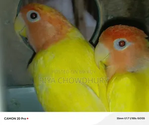 লুটিনো রেড হেড অপালিন