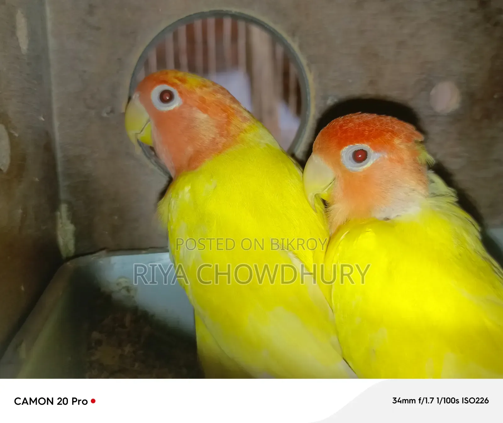 লুটিনো রেড হেড অপালিন