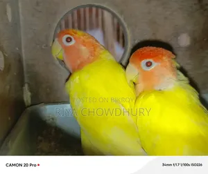 লুটিনো রেড হেড অপালিন