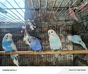 4 Pair Budgerigar