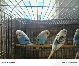 4 Pair Budgerigar