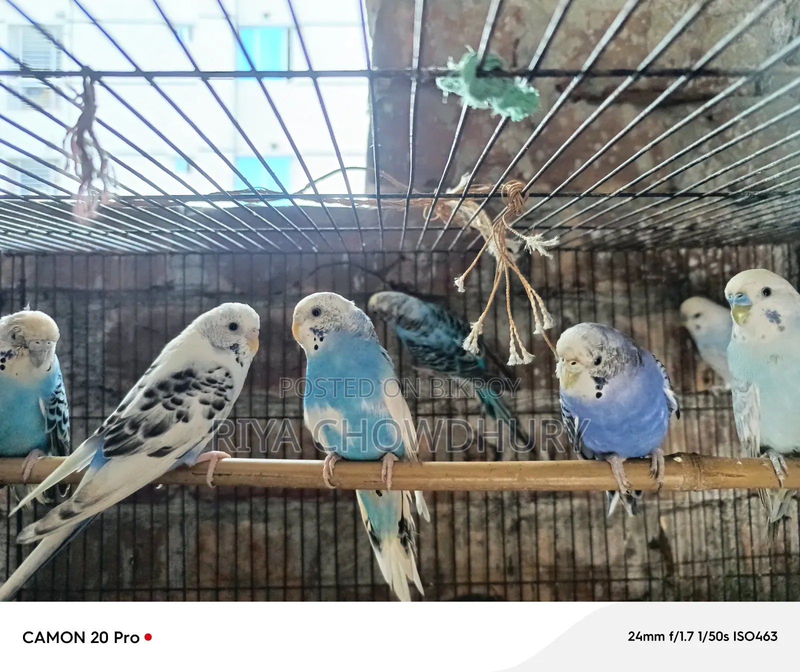 4 Pair Budgerigar