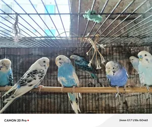 4 Pair Budgerigar