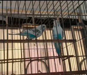 Budgies Pair