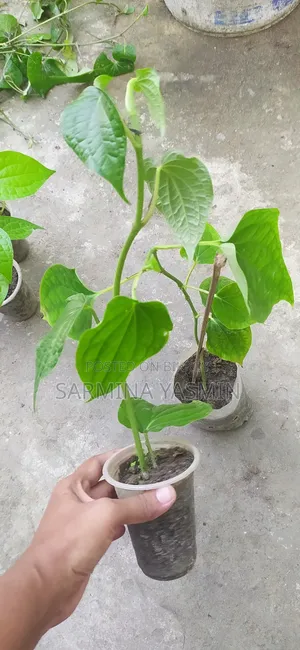 Original Chui Jhal Saplings