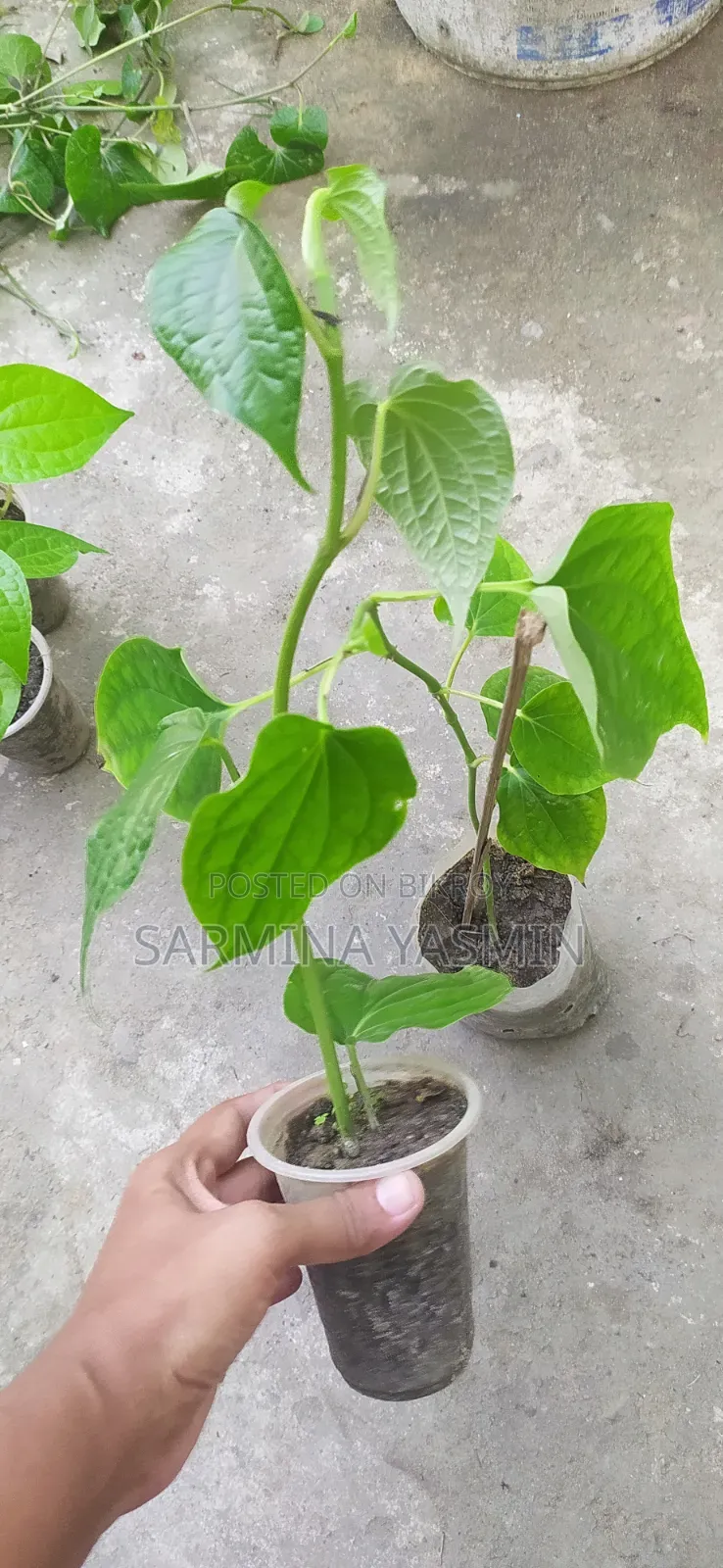 Original Chui Jhal Saplings