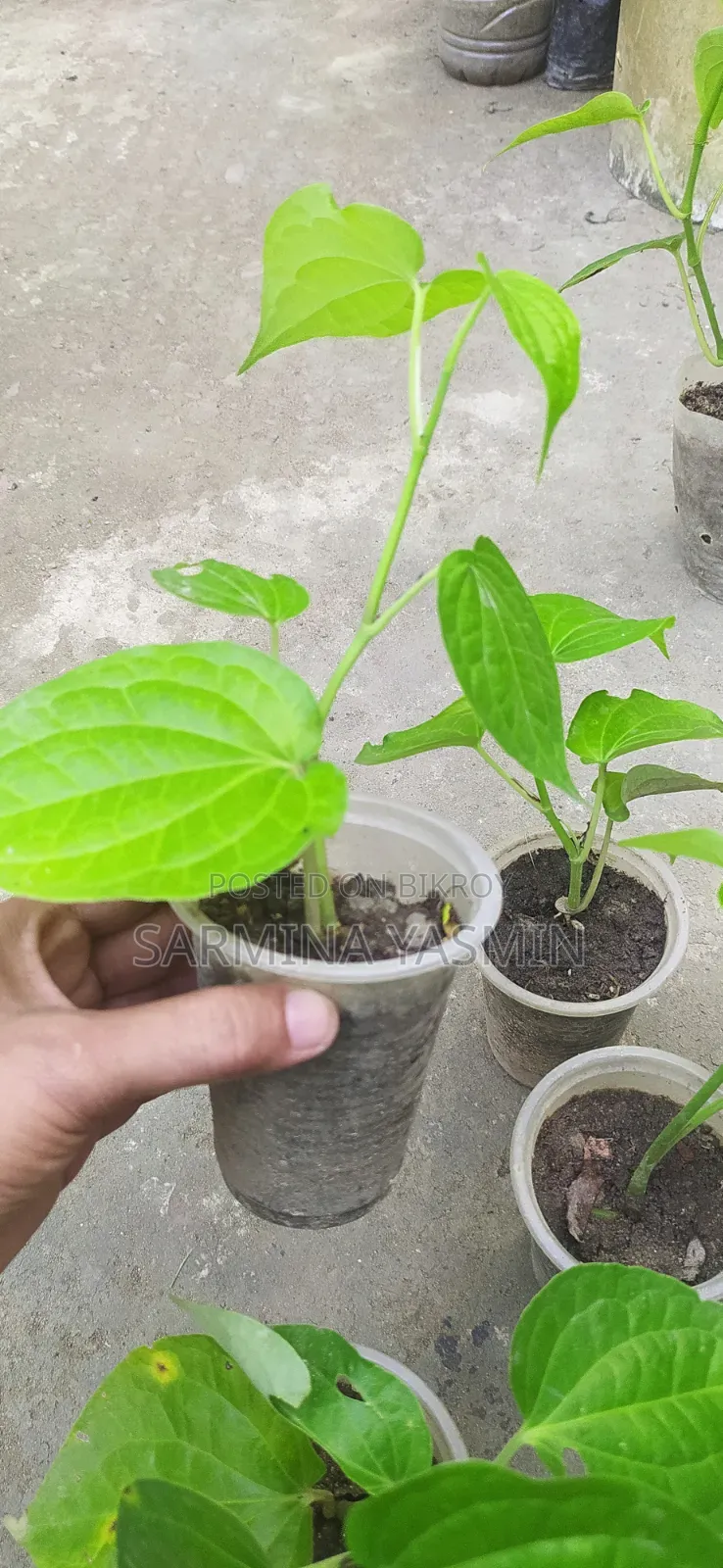Original Chui Jhal Saplings