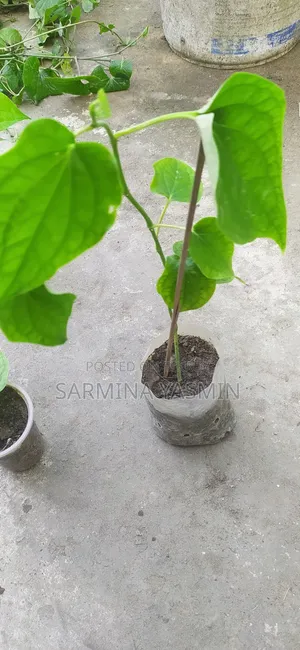 Original Chui Jhal Saplings