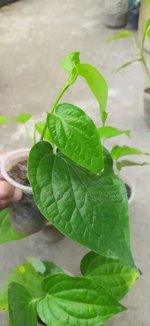 Original Chui Jhal Saplings