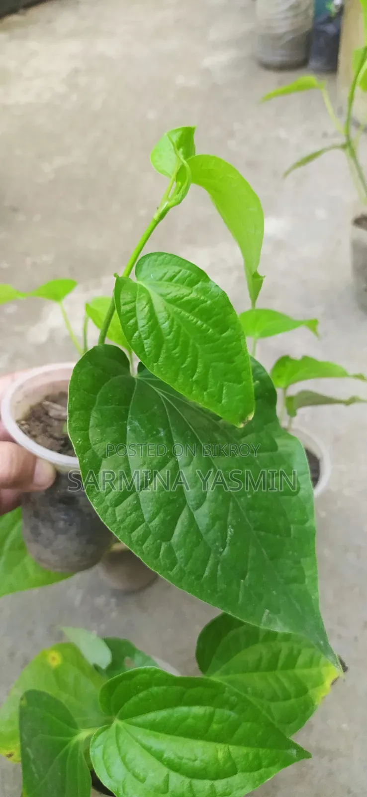 Original Chui Jhal Saplings