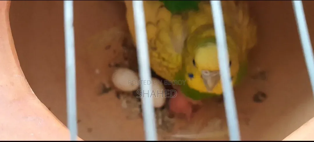 মাস্টারপেয়ার বাজরিগার (বাচ্চাসহ)