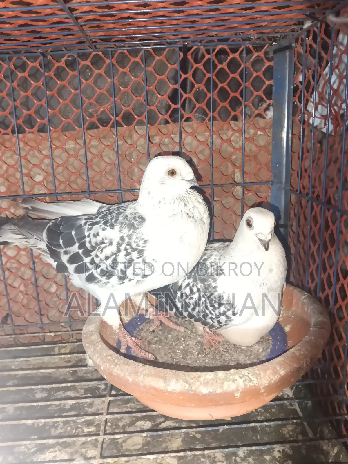 Pigeon Exchange