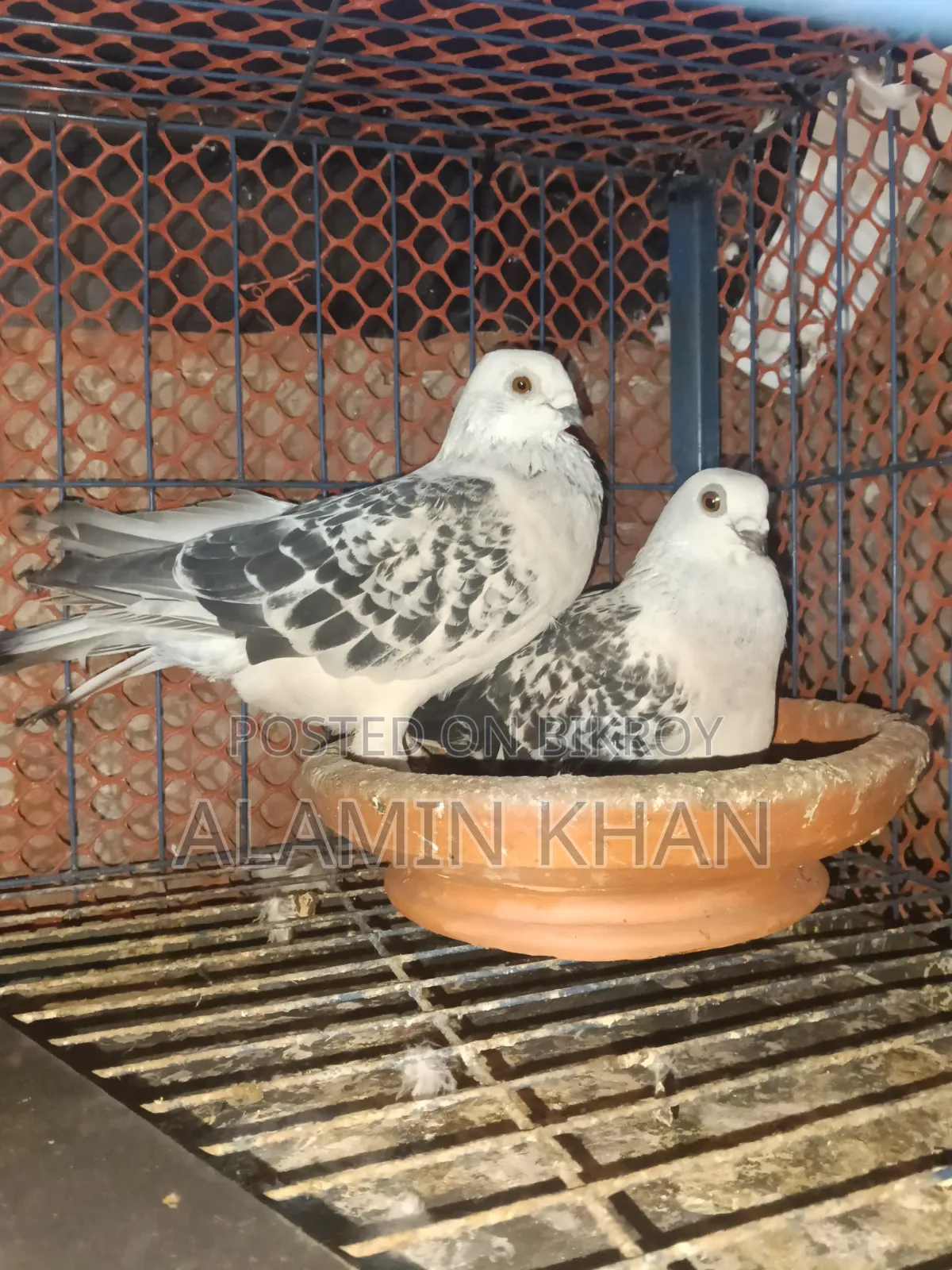Pigeon Exchange