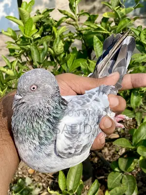 সিলভার রানিং পেয়ার