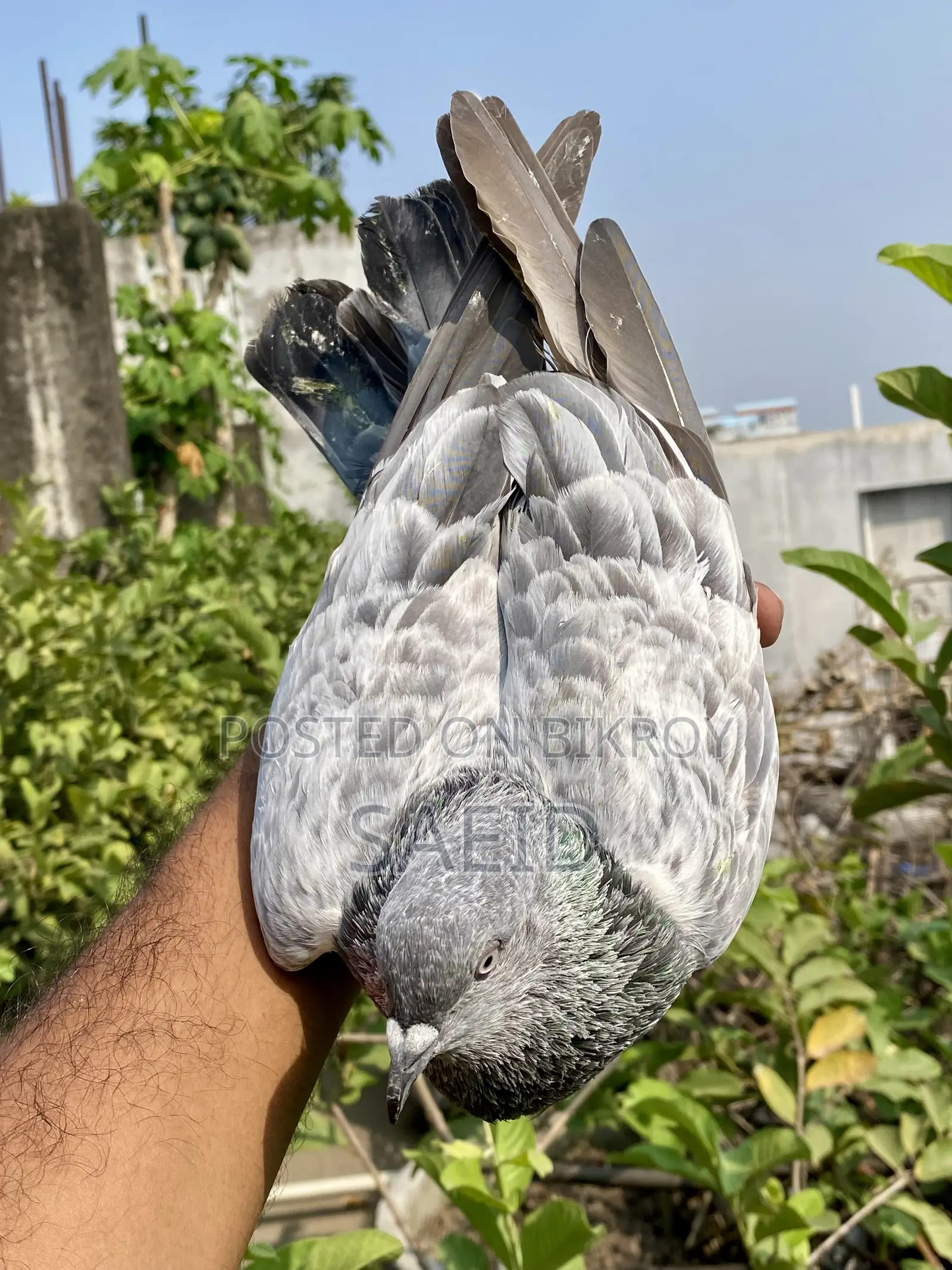 সিলভার রানিং পেয়ার