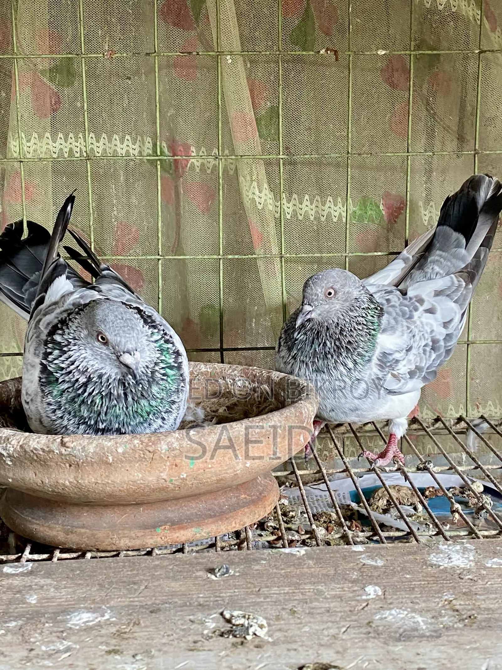 সিলভার রানিং পেয়ার