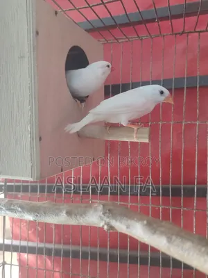 স্নো হোয়াইট ফিঞ্চ ব্রিডিং জোড়া