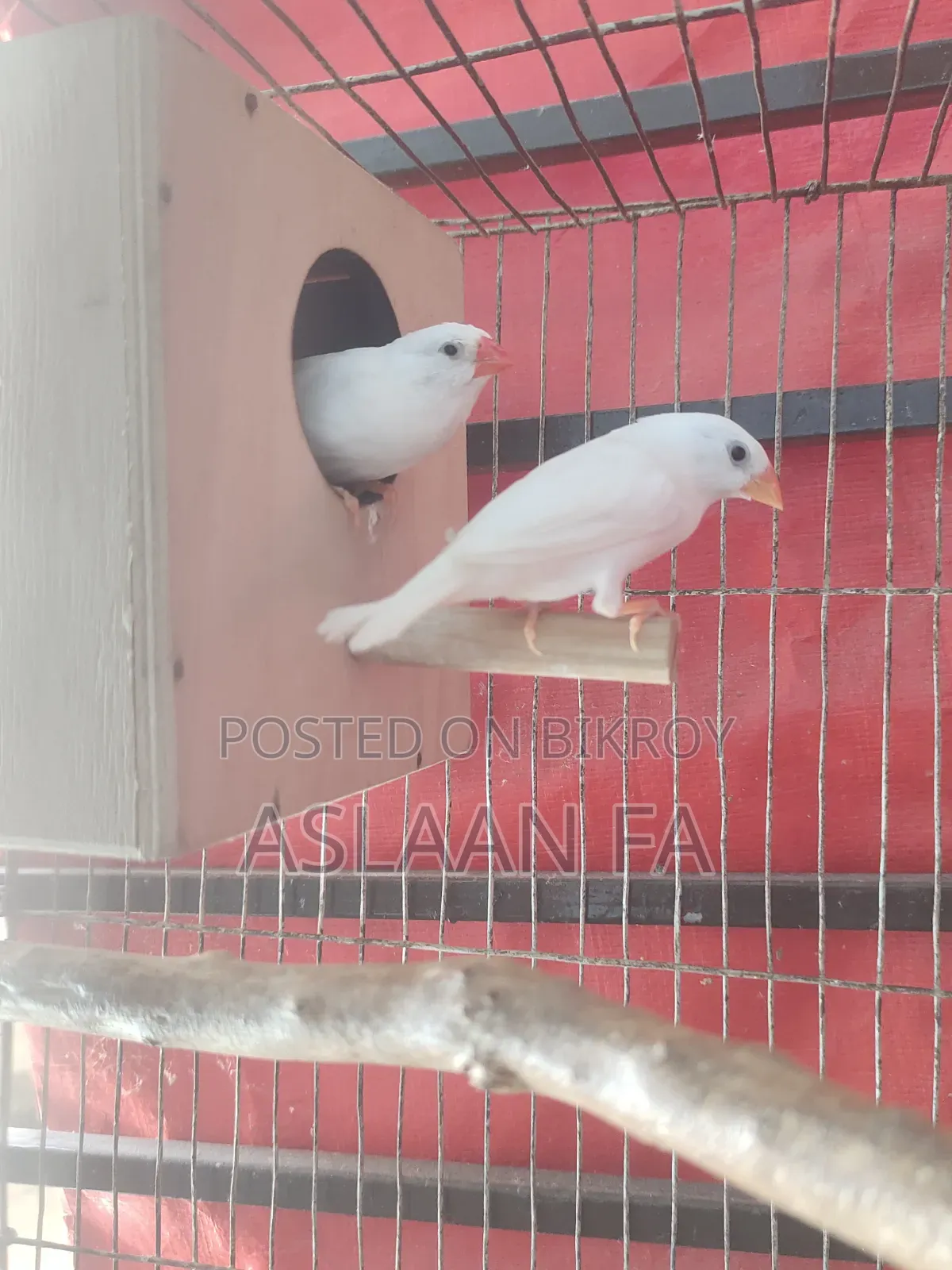 স্নো হোয়াইট ফিঞ্চ ব্রিডিং জোড়া