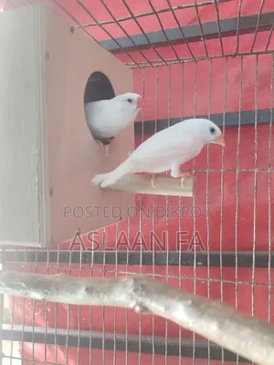 স্নো হোয়াইট ফিঞ্চ ব্রিডিং জোড়া
