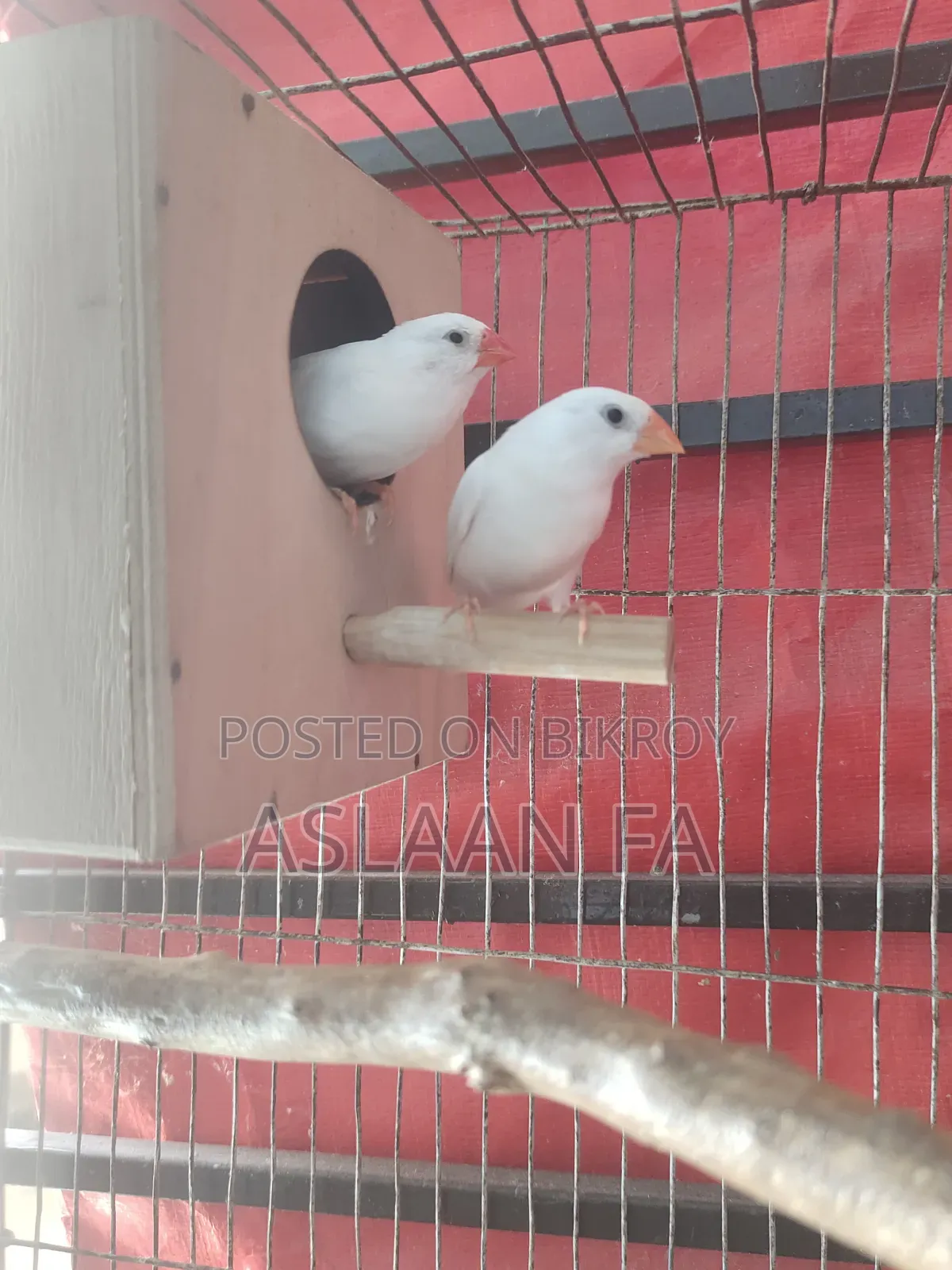 স্নো হোয়াইট ফিঞ্চ ব্রিডিং জোড়া