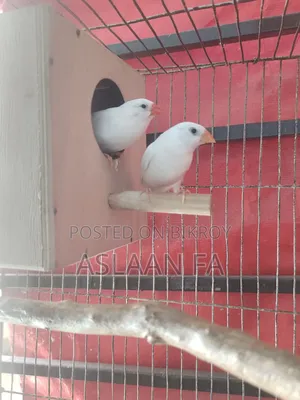 স্নো হোয়াইট ফিঞ্চ ব্রিডিং জোড়া